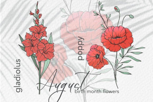 August Birth Month Flowers: A Designer's Guide to Poppy & Gladiolus Illustrations